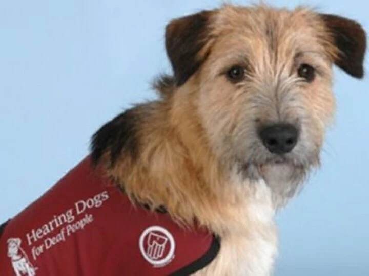 hearingdogsfordeafpeople