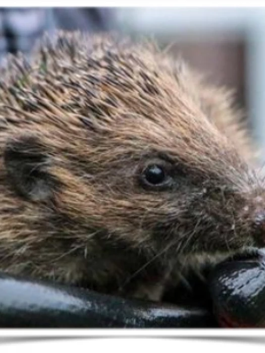 hedgehog 2