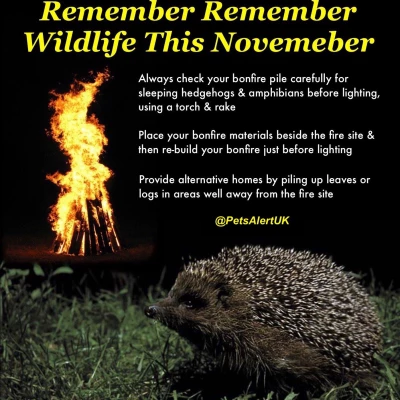 hedgehog poster