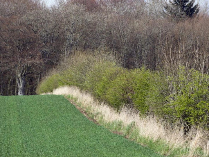 hedgerowd3163