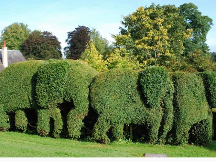 hedges
