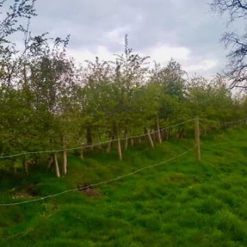 hedges1