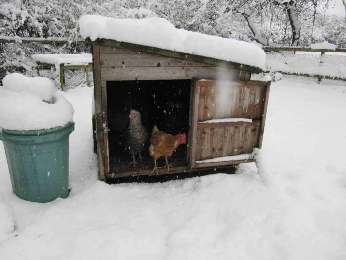 hens in the snow