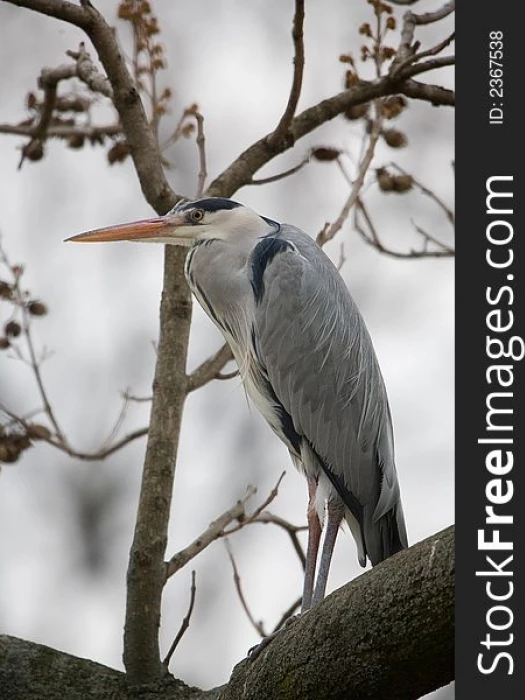 heron in a tree