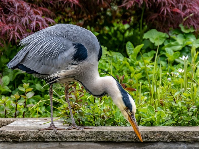 heron inspecting a garden pond