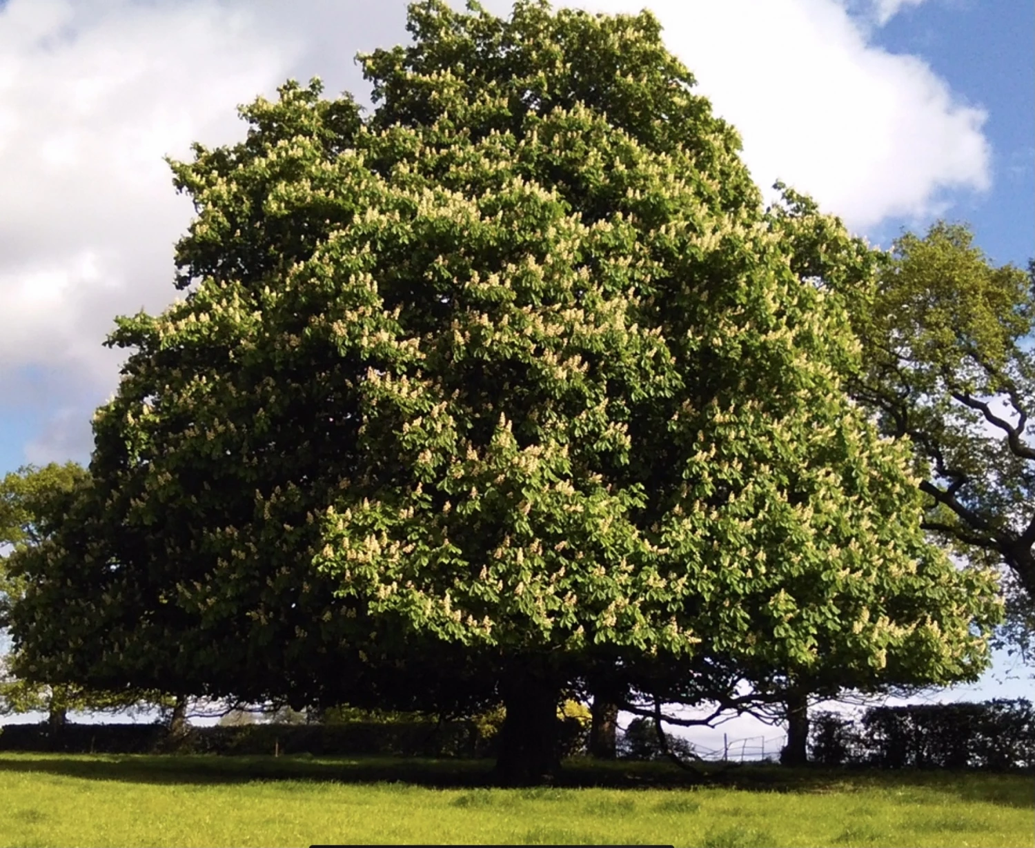 horse chestnut at hankelow