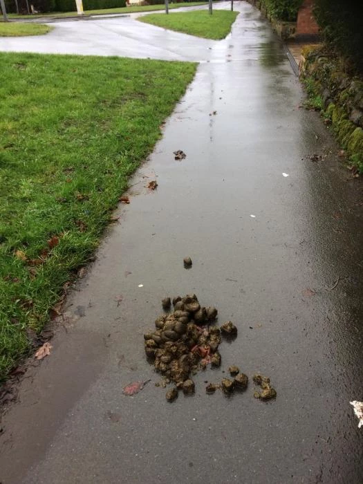 horse poo 2