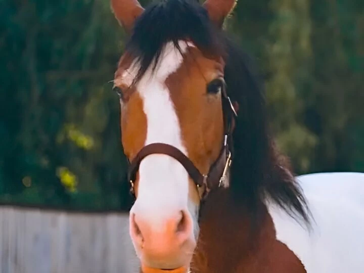 horse
