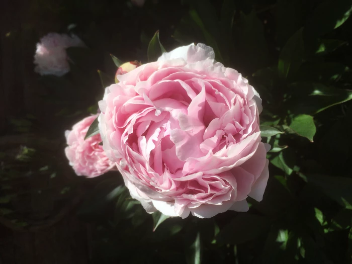 image 0c9ce7e033004f51b2690ec6ff1a7acb