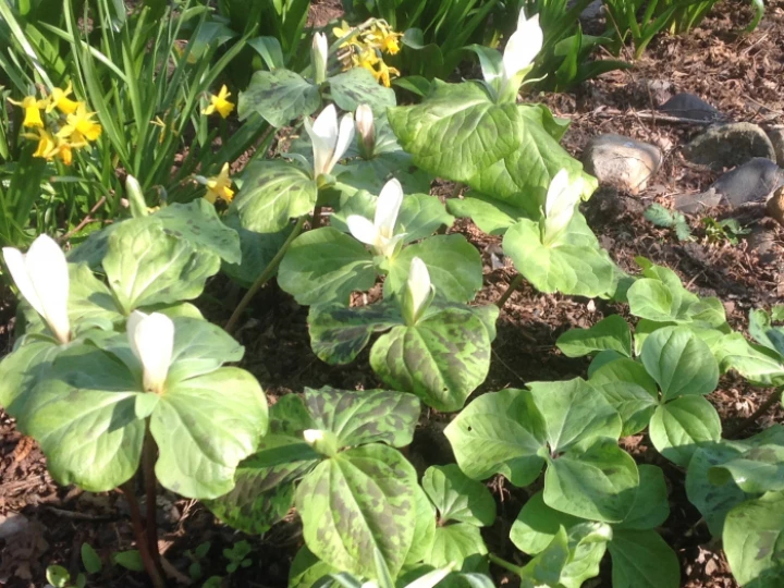 image1219