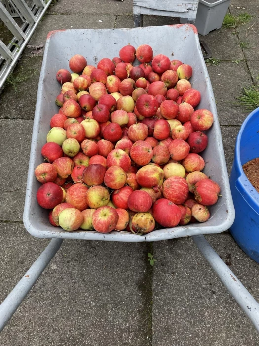 image8086 apples