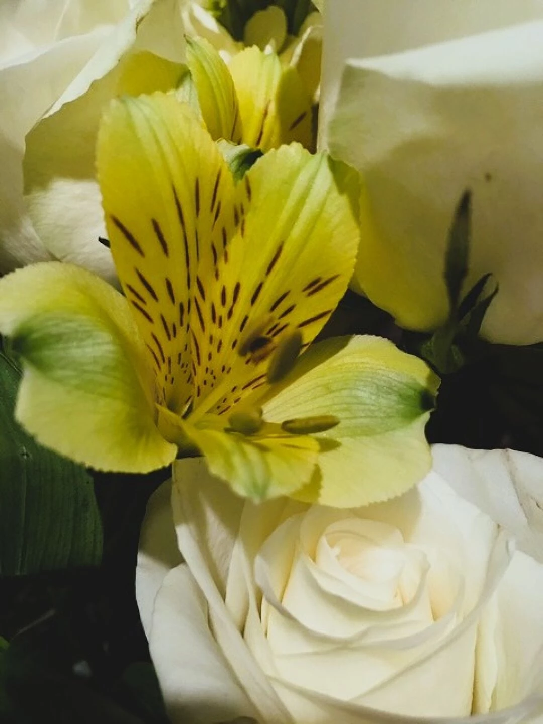 iris amp rose