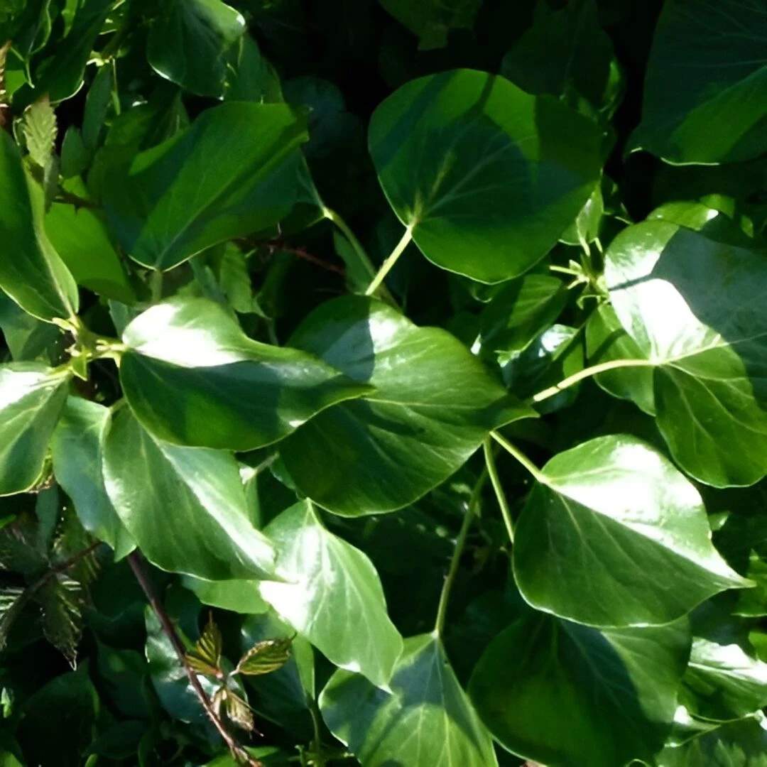 ivy 2