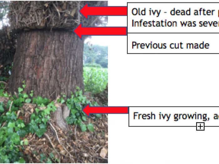 ivy in trees