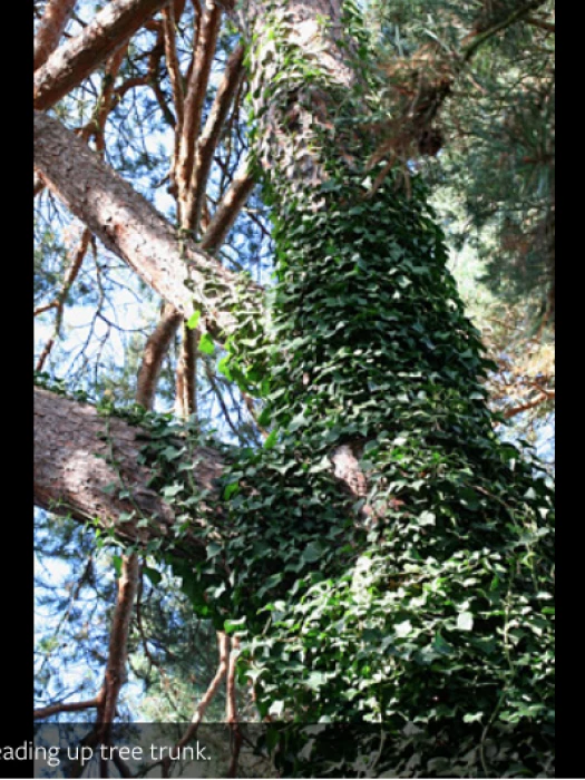 ivy on trees