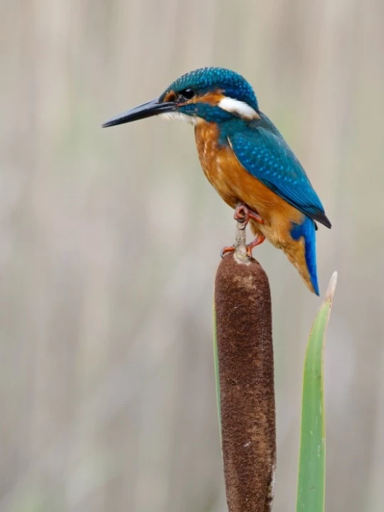 kingfisher