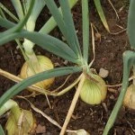 know your onions