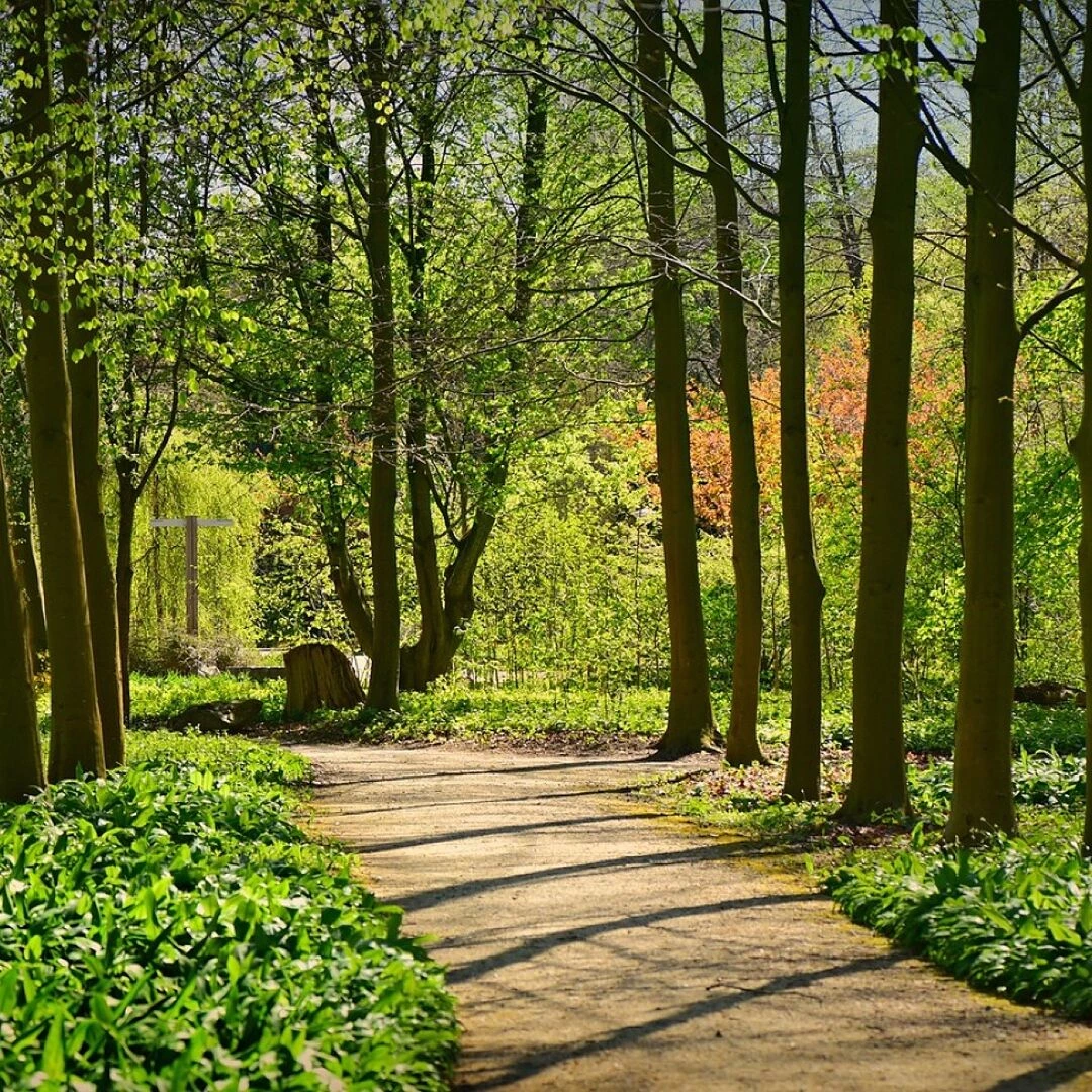lane tree forest