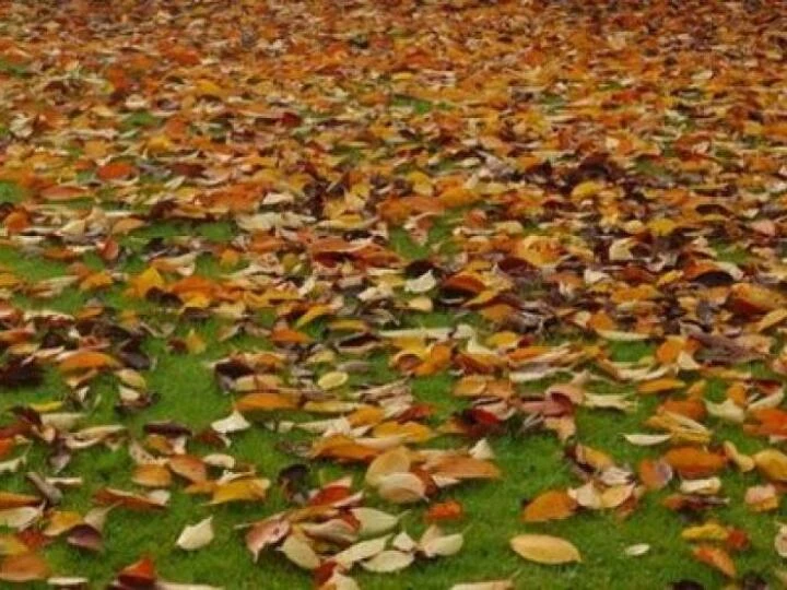leaves