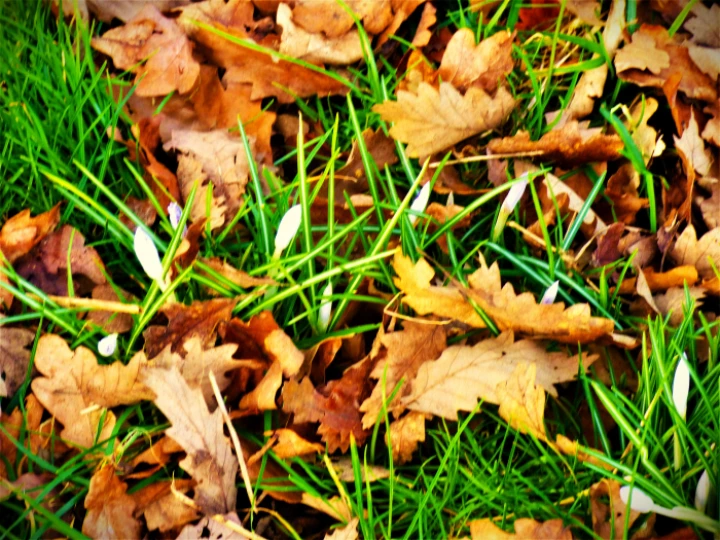 leaves