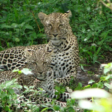 leopards
