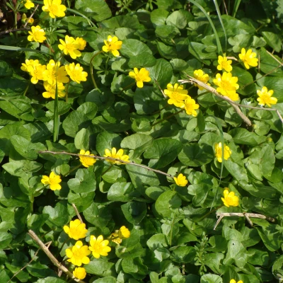 lesser celandine  2