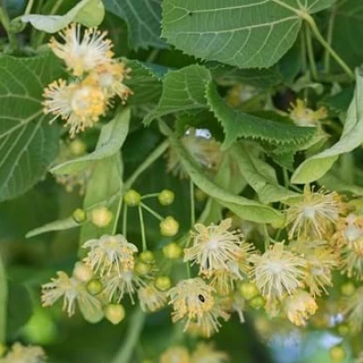 lime tree flowers 1