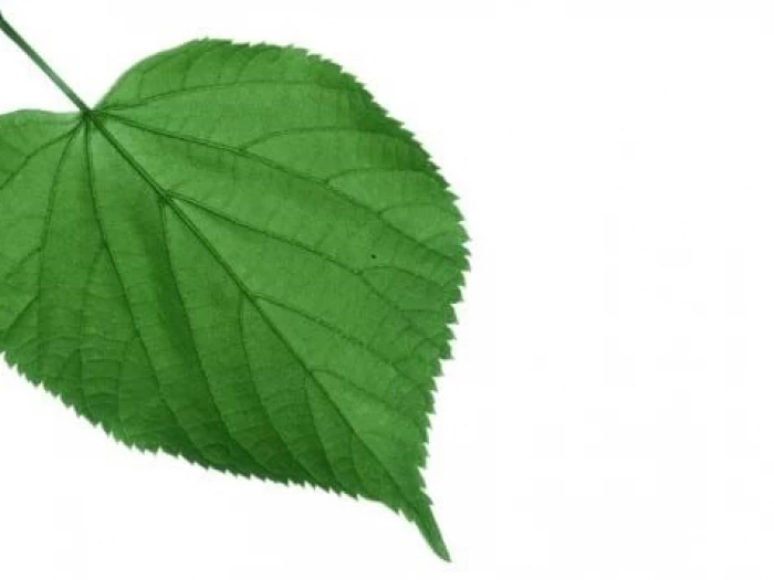 lime tree leaf 1