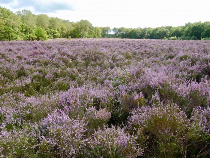 little budworth country park