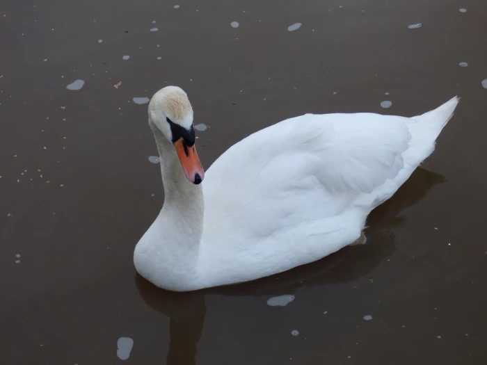 lonesome swan