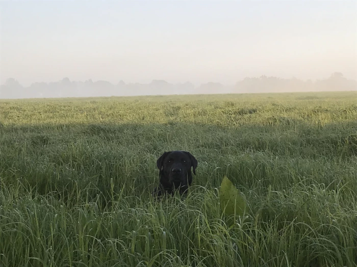 madai long grass