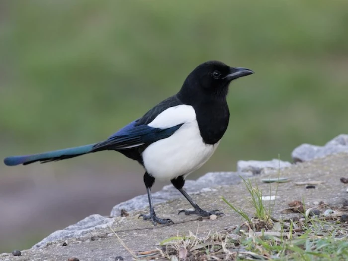 magpie looking right