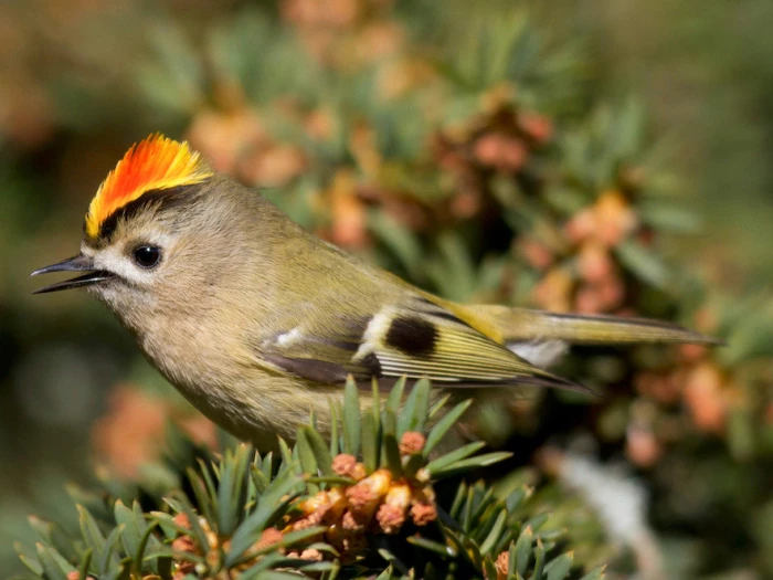 male goldcrest