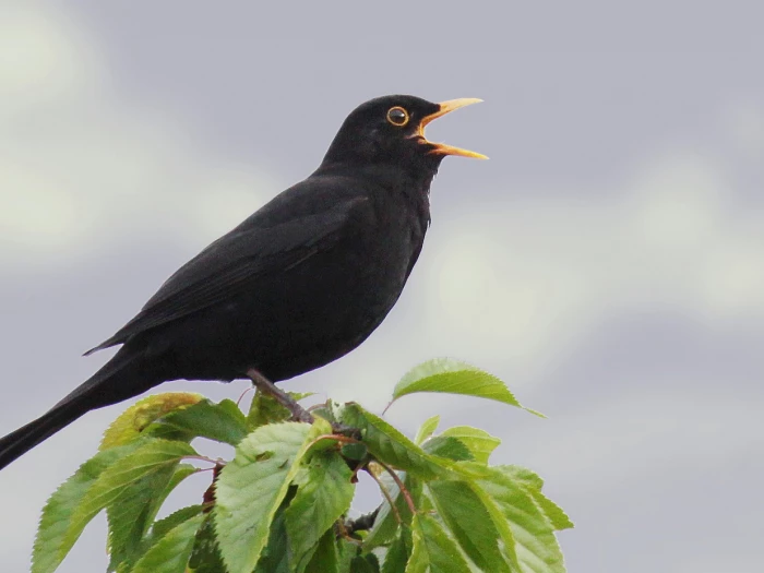 maleblackbirdsinging 1