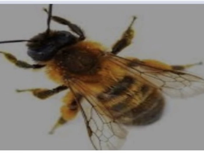 mason bee