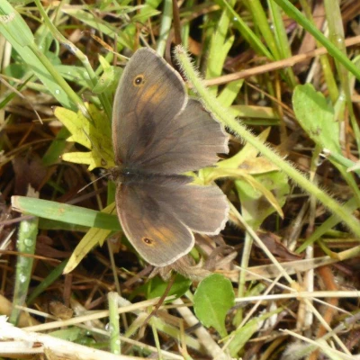 meadow brown