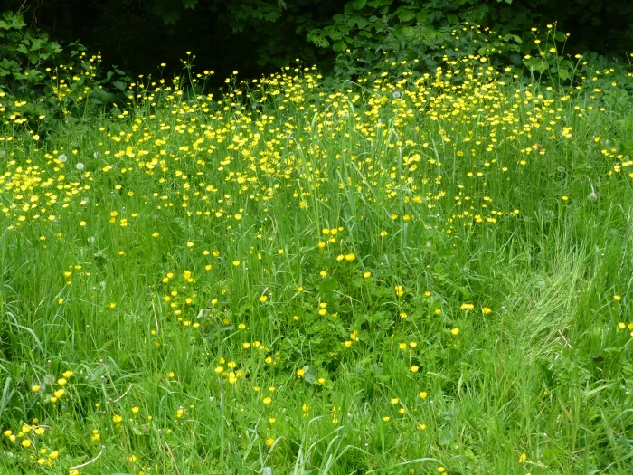 meadow-buttercups-photo-1