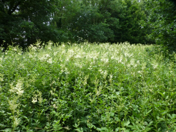 meadowsweet