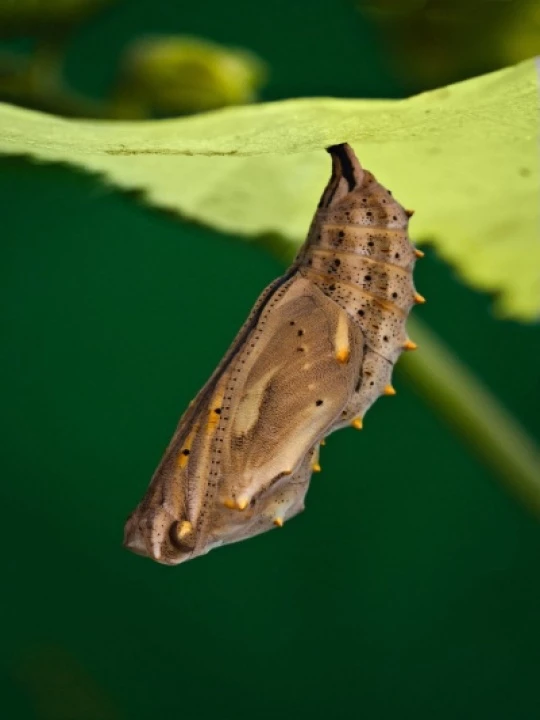 metamorphosispaintedladychrysalisbysarahorsomeoned5622851