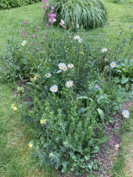 mini meadows
