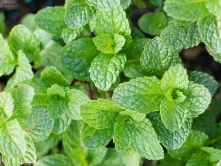 mint