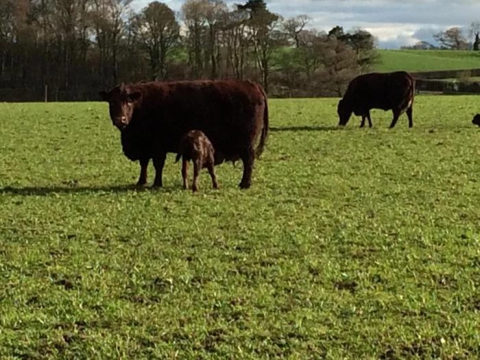 mummy-and-baby-cow