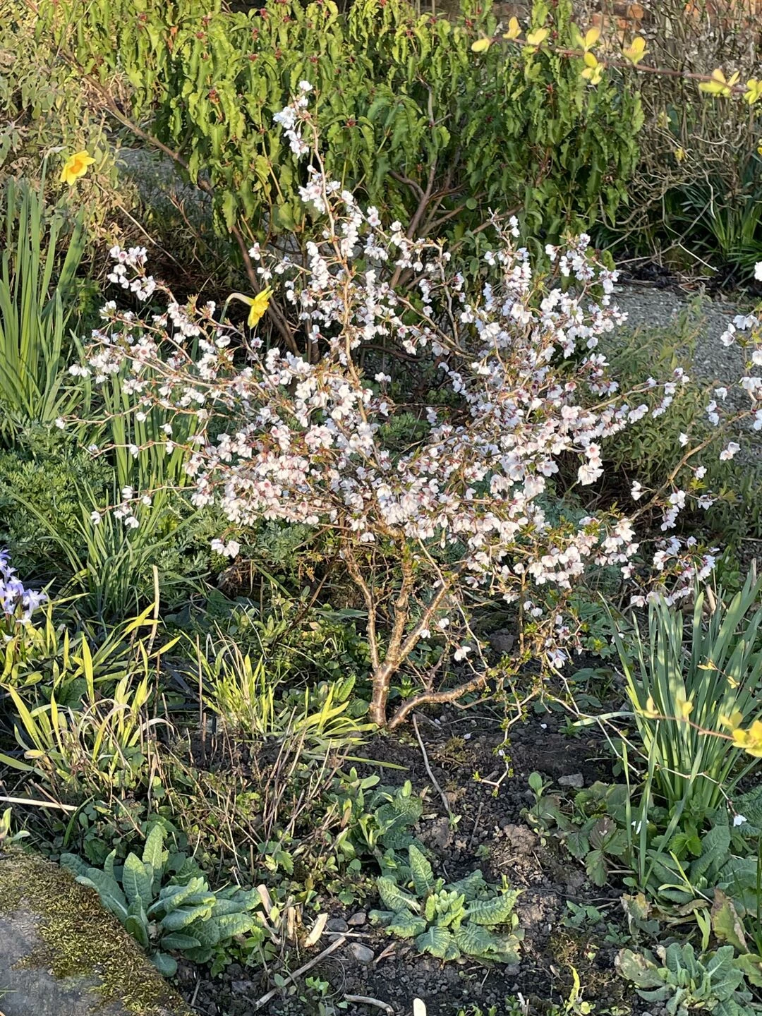 mzz b39s garden april 25