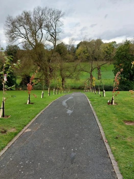 new trees in cemetery