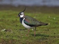 northern lapwing vanellus vanellus