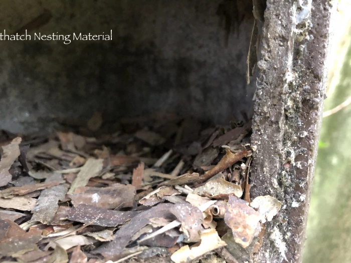 nuthatch nesting material   laura denny