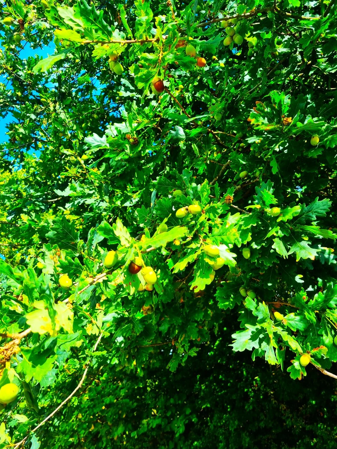 oak tree mast