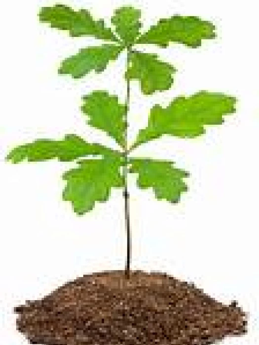 oak tree