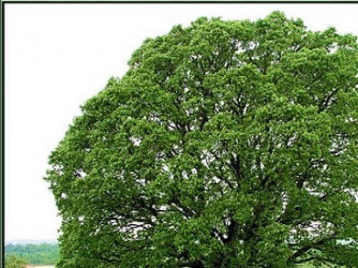 oakbacvapogachnik1500