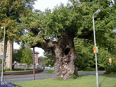 old tree